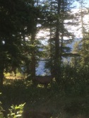 17 Deer (buck)
